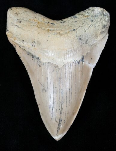 Megalodon Tooth - SC Land Find #12933